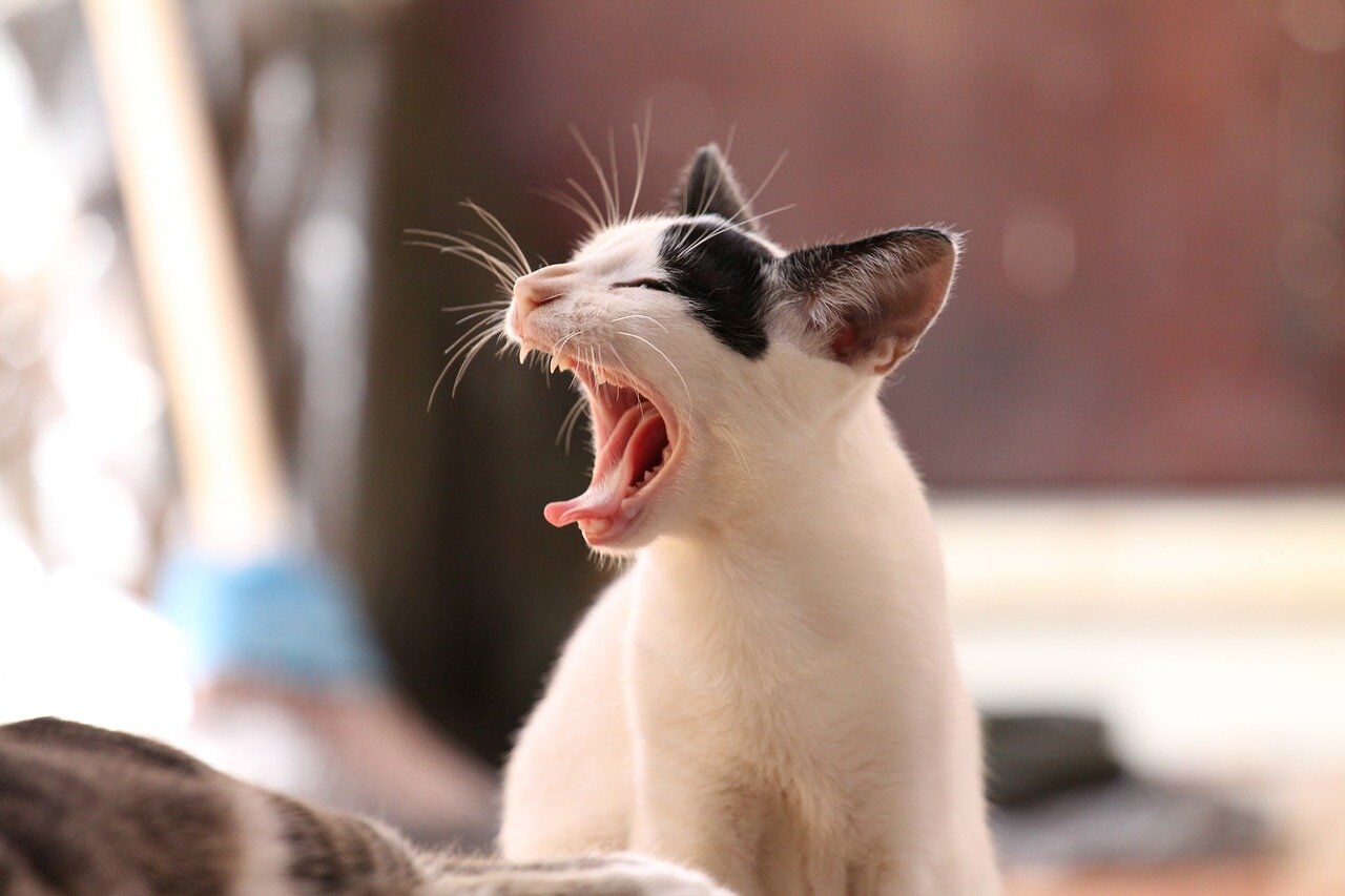 animal-339400_1280