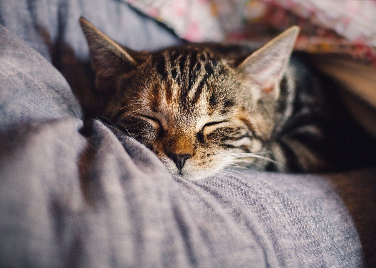cat-4189697_1280