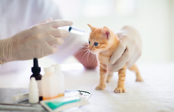 さいたま市で大切な猫ちゃんのワクチン接種をご希望でしたらご連絡ください