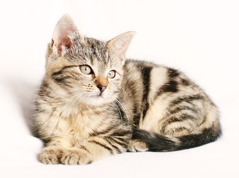 cat-1192026_1280