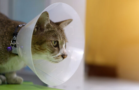 さいたま市等で猫ちゃんの爪切りを丁寧に承っており飼い主様から好評です