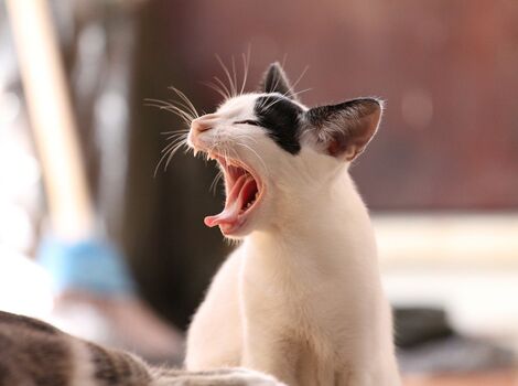 animal-339400_1280