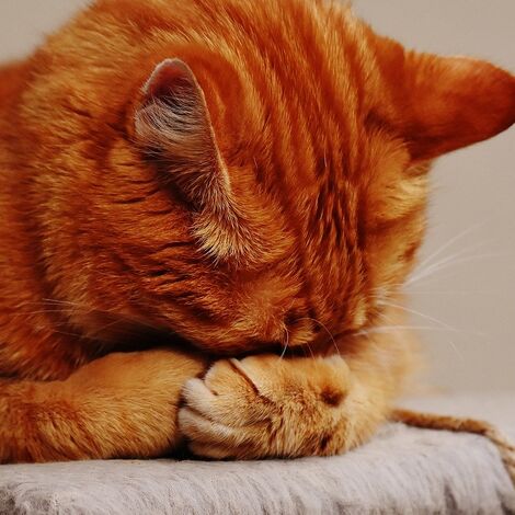 cat-1675422_1280