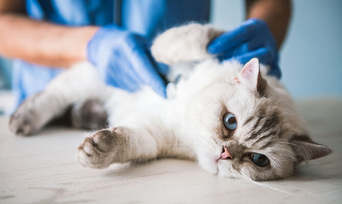 AdobeStock_164886507